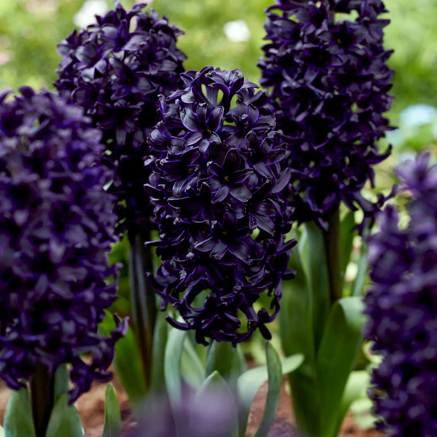 Hyazinthe 'Midnight Sky'